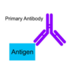Anti- E-cadherin antibody - Image 2