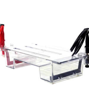 Horizontal Gel Electrophoresis