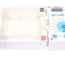 Agarose Gel Electrophoresis