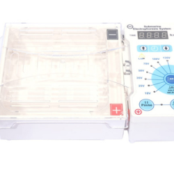 Agarose Gel Electrophoresis