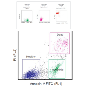 Annexin V-FITC Apoptosis Detection K