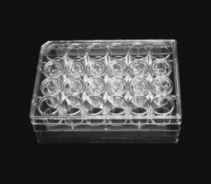 Cell Culture