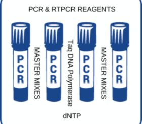 PCR-RTPCR