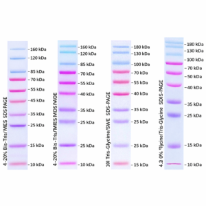 Prestained Protein Marker