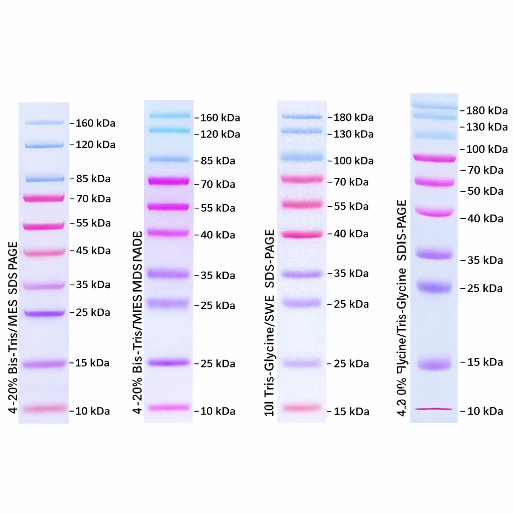 Prestained Protein Marker Ⅹ (10-180 kDa)