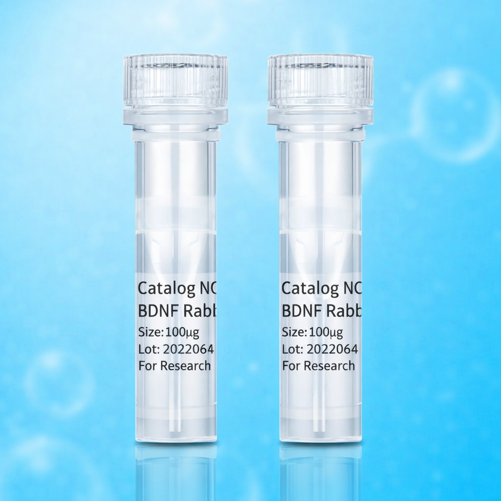 Caspase-1 Rabbit Monoclonal Antibody