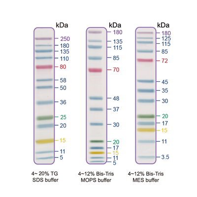 NEXT 13 Prestained Protein Ladder