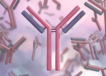 Antibody Development Antibody Development